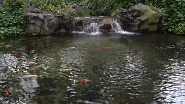 Künstlicher Teich mit Fischen und Wasserfall — Stockvideo