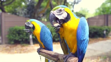 Papağan Ara yemek fındık bir raf sandalyesinde oturan