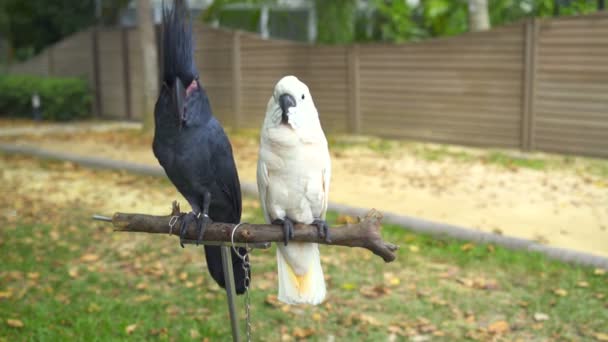 Papageien schwarz-weißer Kakadu sitzt auf Ständer — Stockvideo