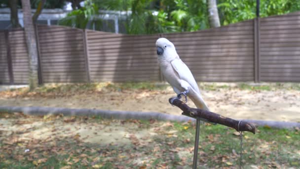 Cacatua branca caminha em um suporte de rack — Vídeo de Stock