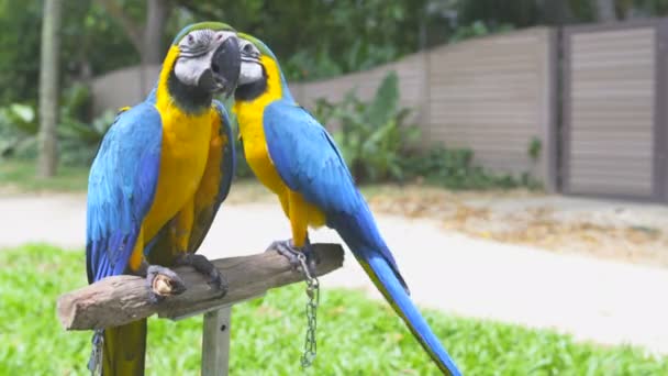 Exotische Papageien fressen Nüsse auf einem Gestell — Stockvideo