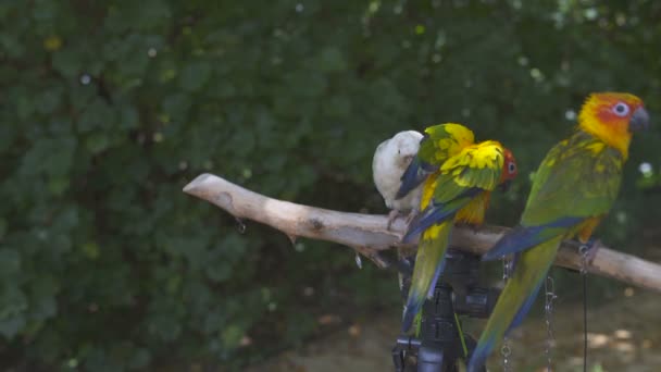 Papagaios Agapornys sentar-se em um suporte de rack — Vídeo de Stock