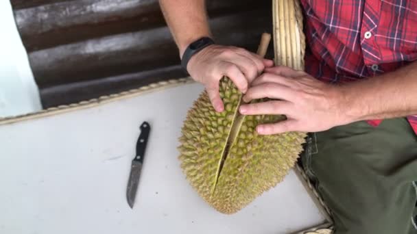 Der Mann öffnet den Durian mit den Händen — Stockvideo
