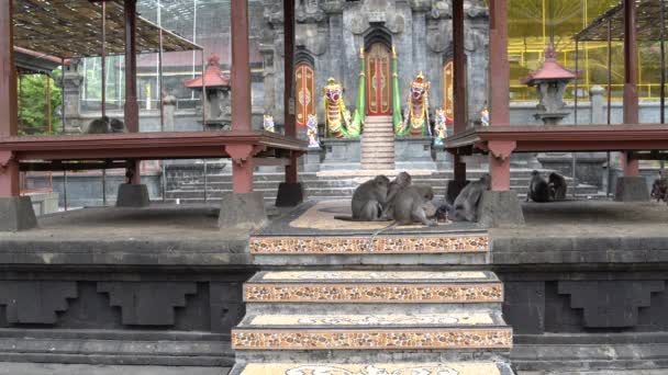 Обезьяны на территории буддийского храма — стоковое видео
