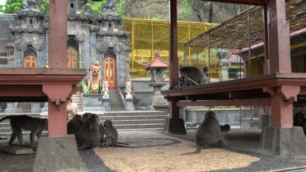 Дівчина фотографії на смартфон Мавпа на території буддійський храм — стокове відео