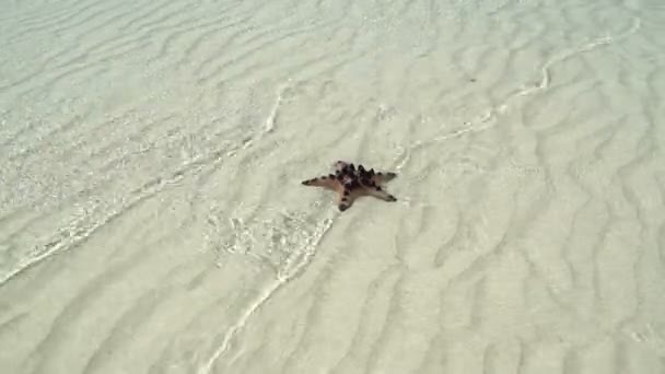 Dans la mer au fond se trouve l'étoile de mer — Video