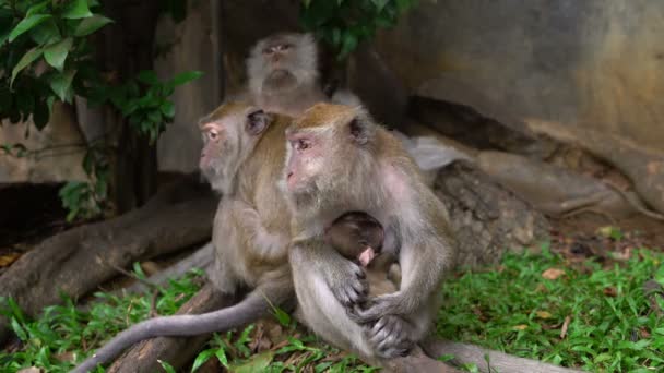 Singes drôles avec un bébé assis sous un arbre 