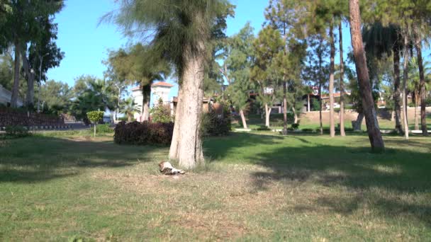 En el parque el gato se lava bajo un árbol — Vídeos de Stock