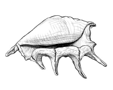 Seashell handdrawn kroki