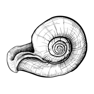Seashell handdrawn kroki