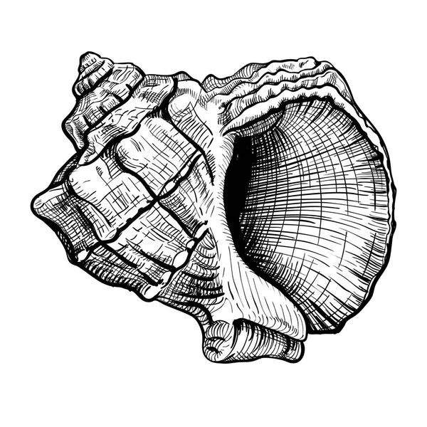 Seashell handdrawn kroki — Stok Vektör