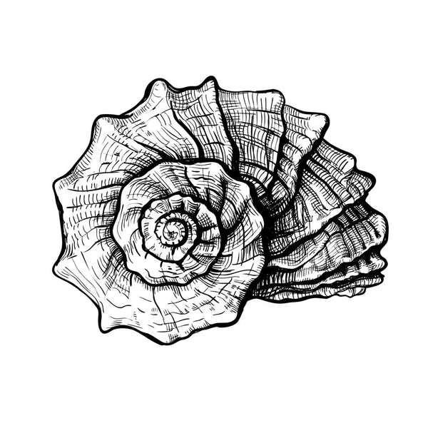 Seashell handdrawn sketch — Stock Vector