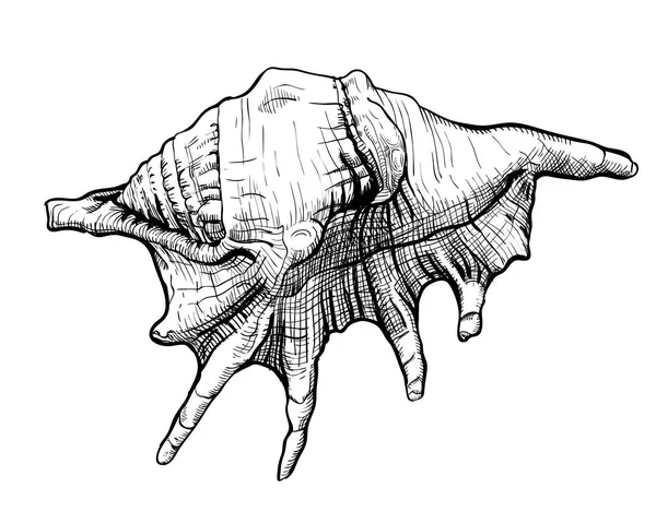 Seashell handdrawn kroki — Stok Vektör