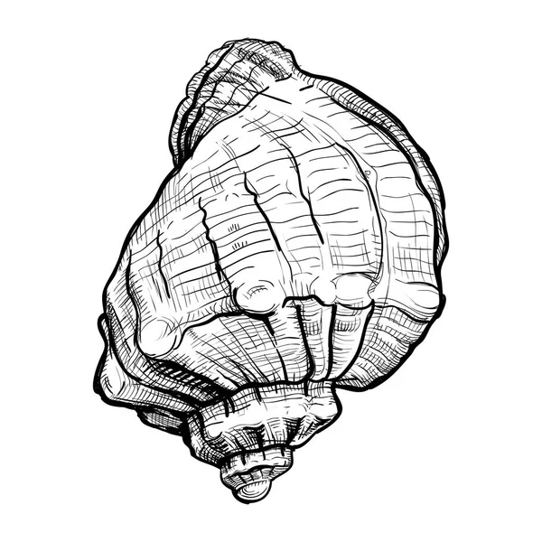 Dibujo dibujado a mano de concha — Vector de stock