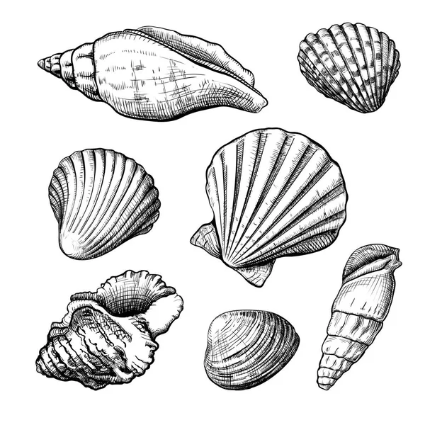 Esboço desenhado à mão Seashells —  Vetores de Stock