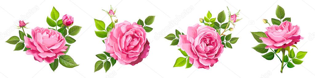Lovely rose flower
