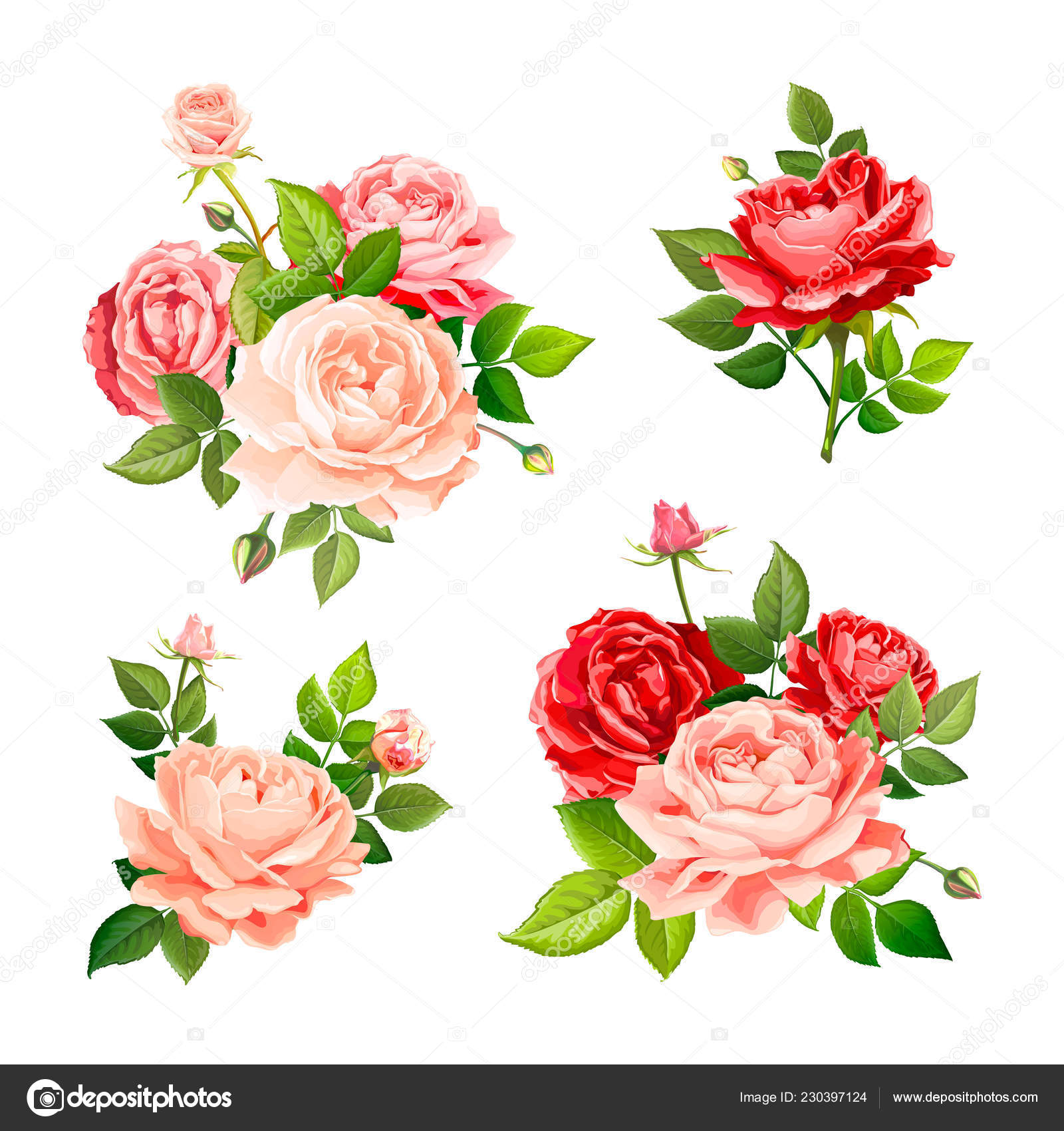 Beautiful Pink Rose Stems. Isolated on White Background. Vector