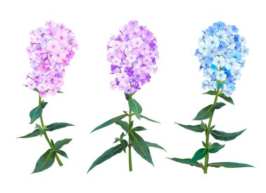Phlox çiçekler bahar