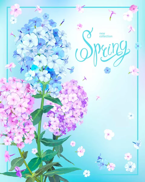 Fondo de primavera con Phlox — Vector de stock