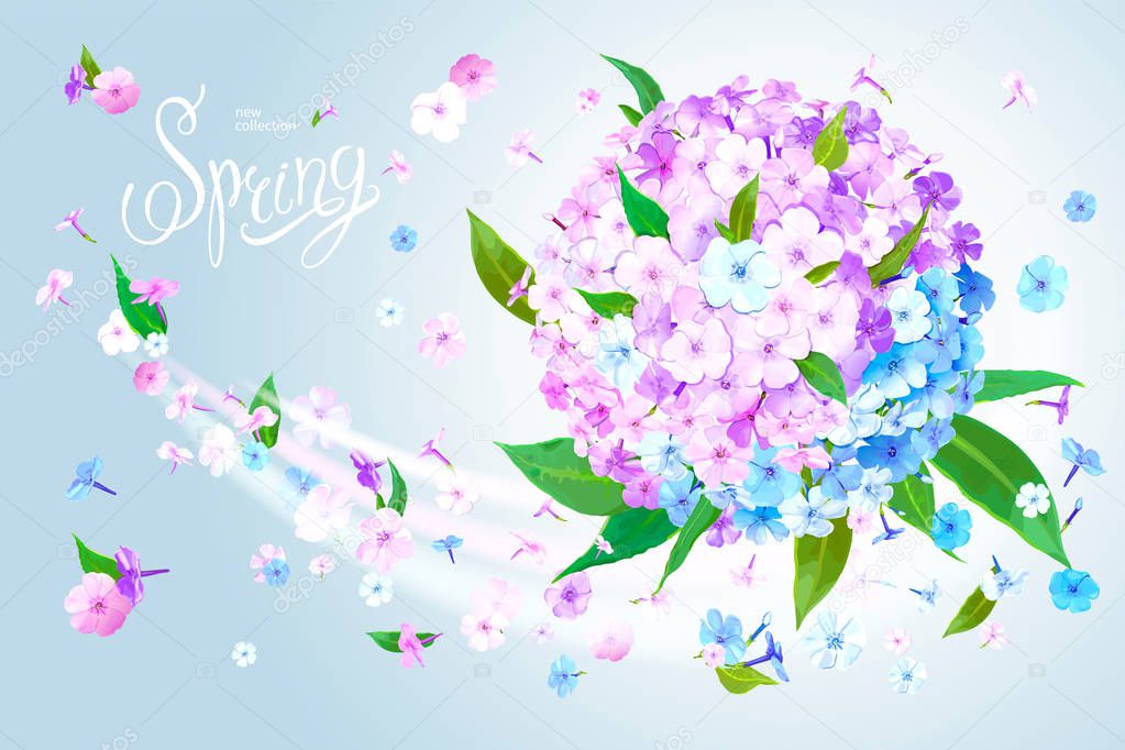 Spring background with Phlox