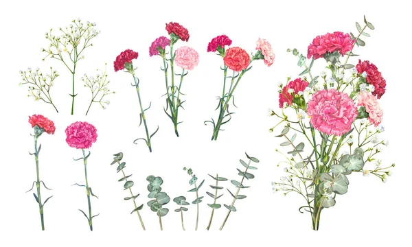 Set de flores de clavel — Vector de stock