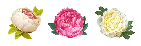 Belle pivoine de fleurs — Image vectorielle