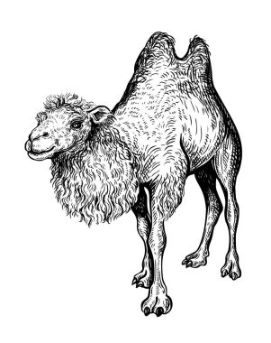 İki hörgüçlü devenin siyah beyaz çizilmiş bir resmi. Bactrian devenin vektör illüstrasyonu Orta Asya bozkırlarına özgüdür ve İpek Yolu 'nda kervanların seyahat etmesini sağlar.