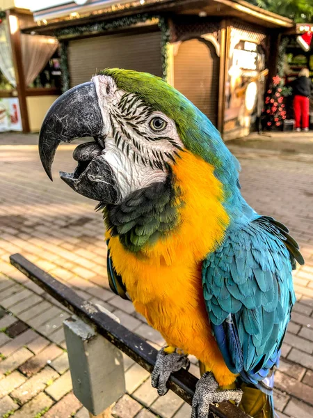 Арараруна Блакитно Жовтий Макаронний Папуга Ара Макаронний Папуга — стокове фото