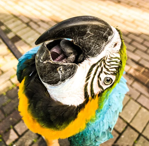 Ara Ararauna Ritratto Pappagallo Ara Blu Giallo Ara Macaw Pappagallo — Foto Stock