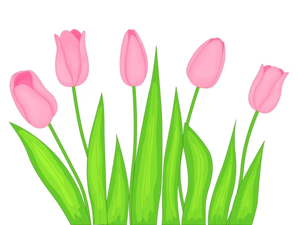 Realistic vector set of tulips. Pink tulips flowers on white background — Stock Vector