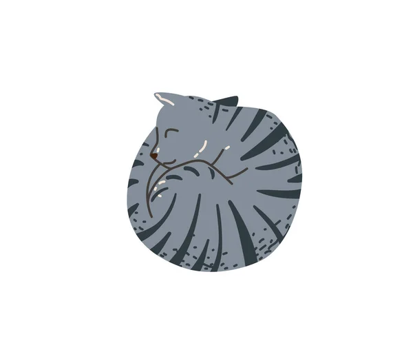 Cor cinza tabby gato engraçado dormindo enrolados parecem círculo. Ilustração vetorial em estilo simples desenho animado plana. Isolado sobre fundo branco —  Vetores de Stock