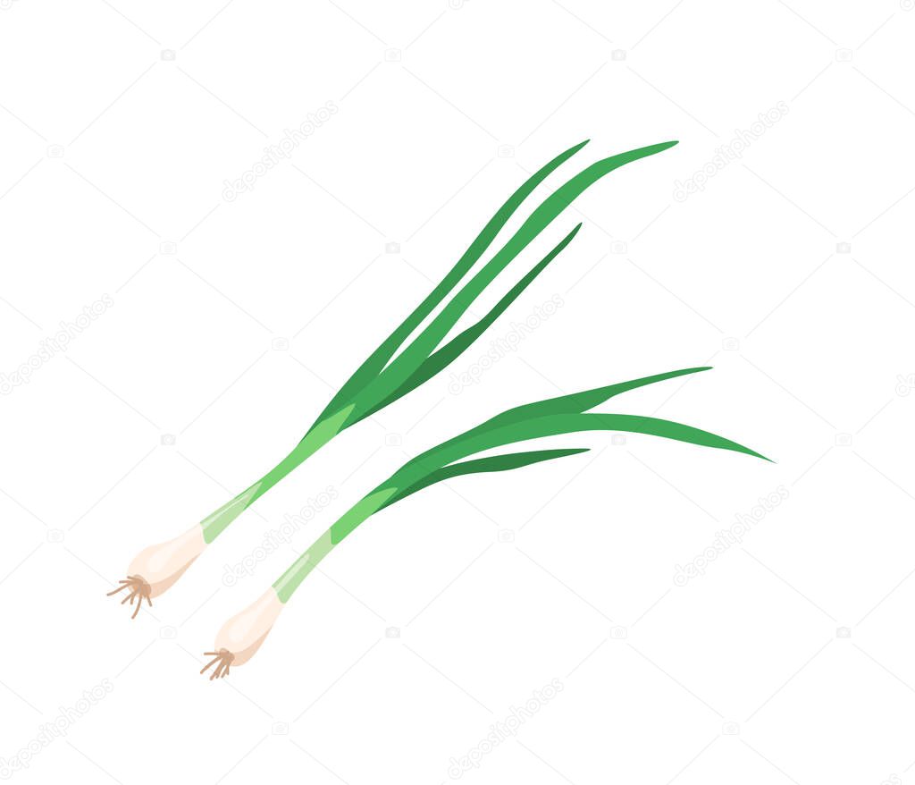 Green onion with leaves in bright color cartoon flat style isolated on white background. Healthy food vector illustration. Organic meal concept