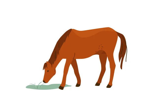 Brown horse eat grass vector illustration. Isolated on white background. Mare equine in simple cartoon flat style — Stock Vector