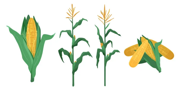 Ilustración de vectores de maíz en estilo plano de dibujos animados. Montón de mazorca de maíz, plantas aisladas sobre fondo blanco — Vector de stock