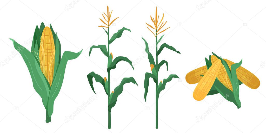 Corn vector illustration in flat cartoon style. Maize cob heap, plants isolated on white background