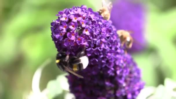 Rüzgarlı Bir Günde Leylak Üzerinde Arı — Stok video