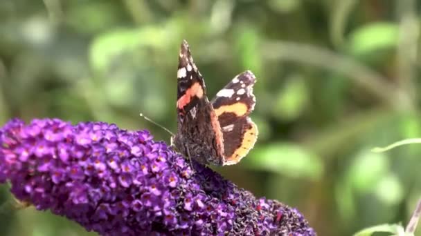 Schmetterling Auf Einem Flieder Einem Windigen Tag — Stockvideo