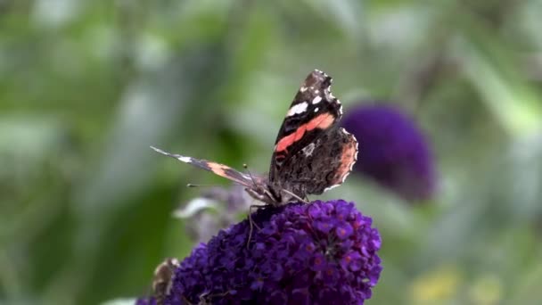 Papillon Sur Lilas Par Une Journée Venteuse — Video