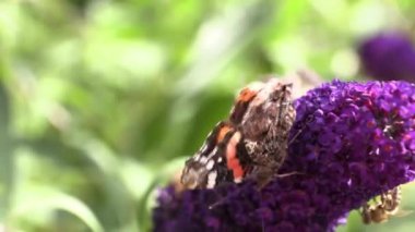 Rüzgarlı bir gün üzerinde bir Lila üzerinde kelebek