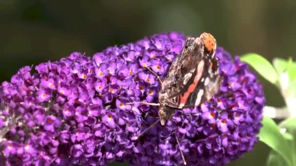 Schmetterling Auf Einem Flieder Einem Windigen Tag — Stockvideo