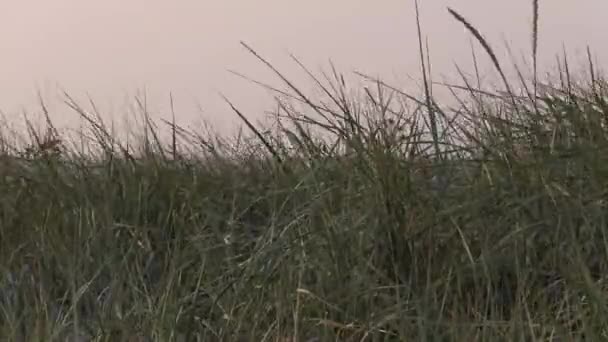 Pasir Dunes Dengan Seikat Rumput Hooksiel — Stok Video