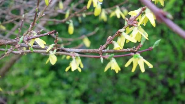 Forsythia Egy Ágát Erős Szél Fújja Télen — Stock videók