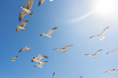 Martılar denizin üzerinde uçuyor.