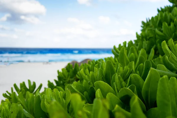 Тропические Растения Пляж — стоковое фото