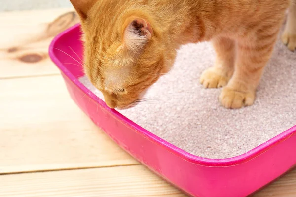 Clean Cat Litter Box Stock Photo