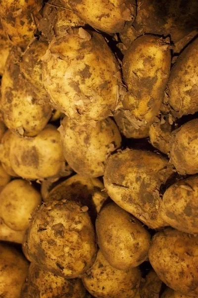 Close Ripe Raw Potatoes Soft Warm Light — Stock Photo, Image