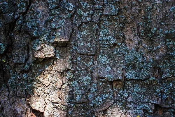一个木质的背景和质地 一棵老树的树皮 太阳照在树的树皮上 — 图库照片