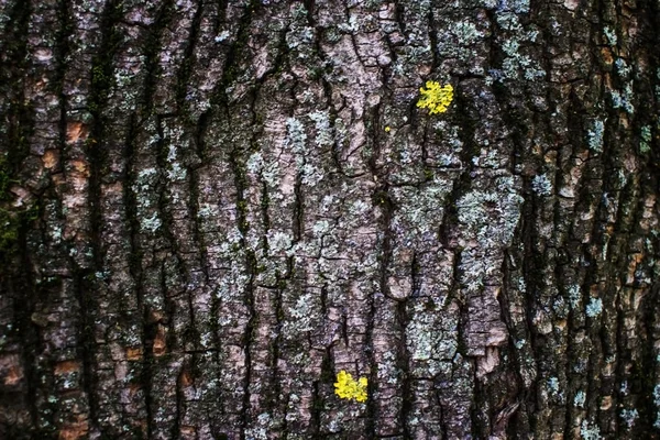 Närbild Visar Barken Ett Träd Som Täckt Med Mossa Våren — Stockfoto