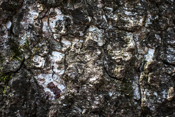 Close Showing Bark Tree Covered Moss Spring Early Morning — Stock Photo, Image