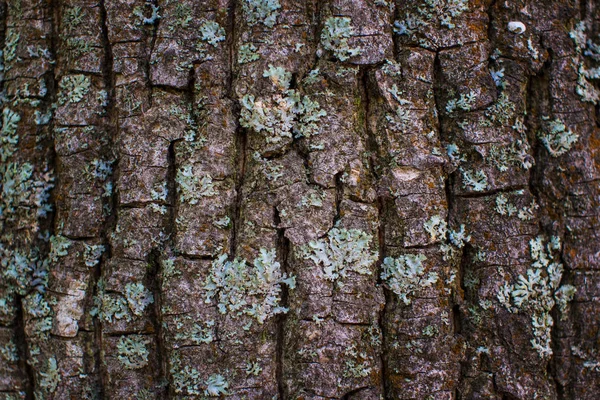 Perto Acima Mostrando Bark Uma Árvore Coberta Com Musgo Mola — Fotografia de Stock